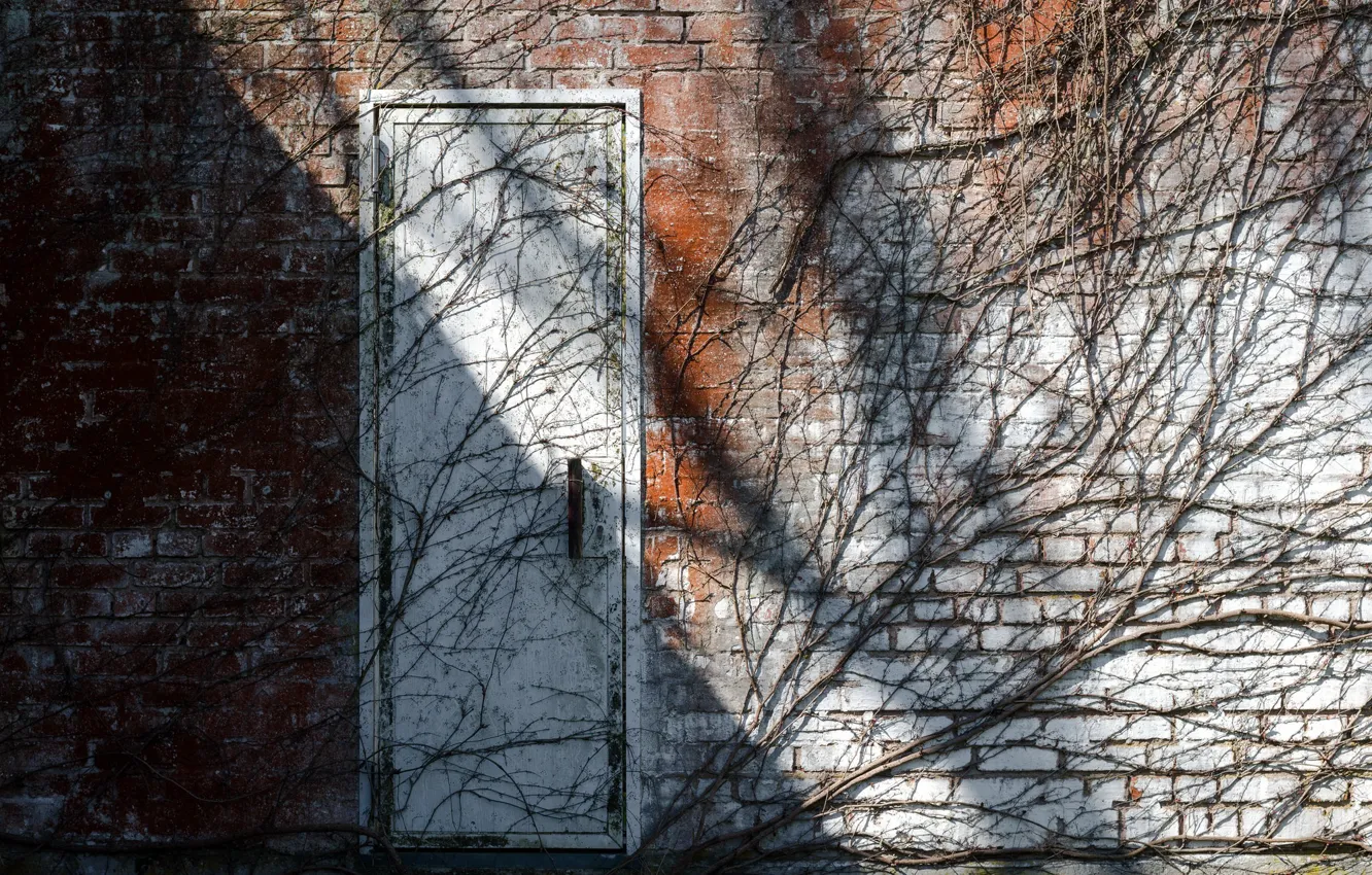 Фото обои ветки, стена, дверь