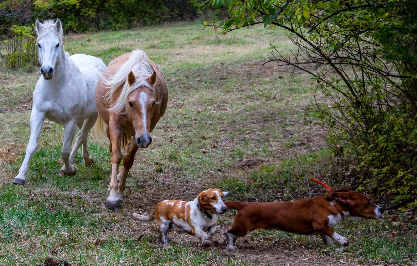 Фото обои собаки, трава, лошади, кусты, лужайка, бегают