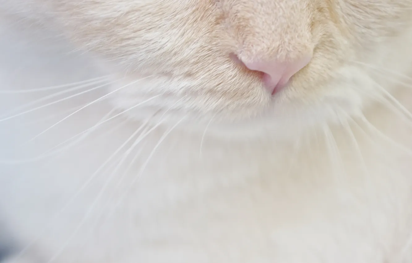 Фото обои белый, кот, усы, нос, мордочка