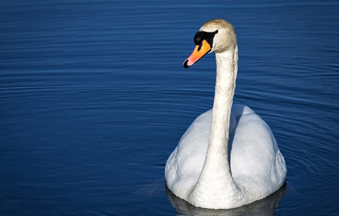 Фото обои белый, рябь, грация, лебедь, водоем, шея