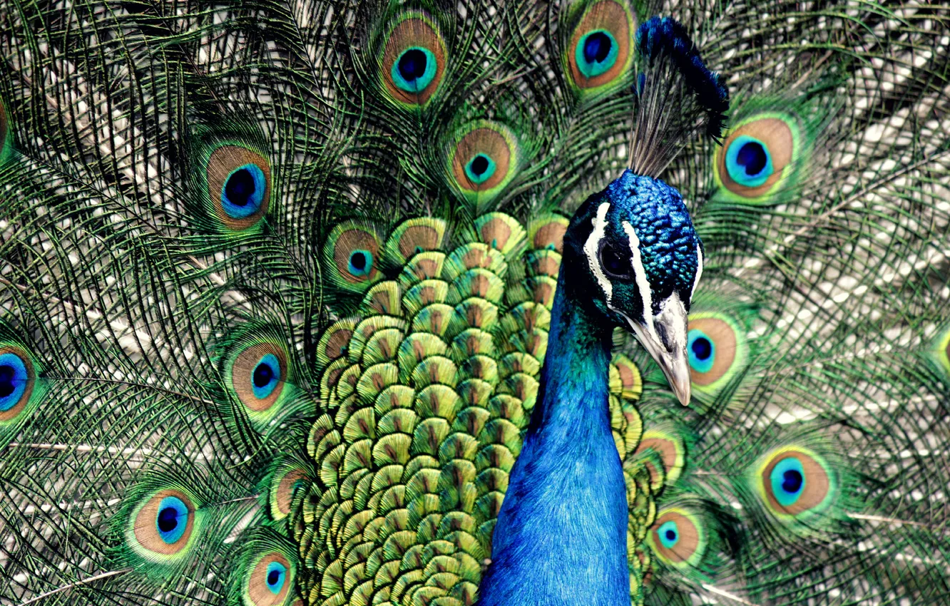 Фото обои синий, перья, павлин