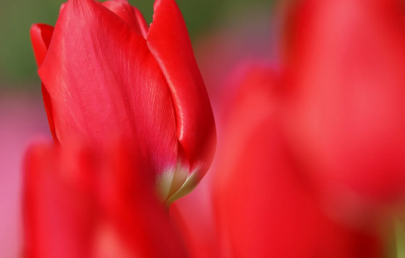 Фото обои цветок, красный, тюльпан, фокус