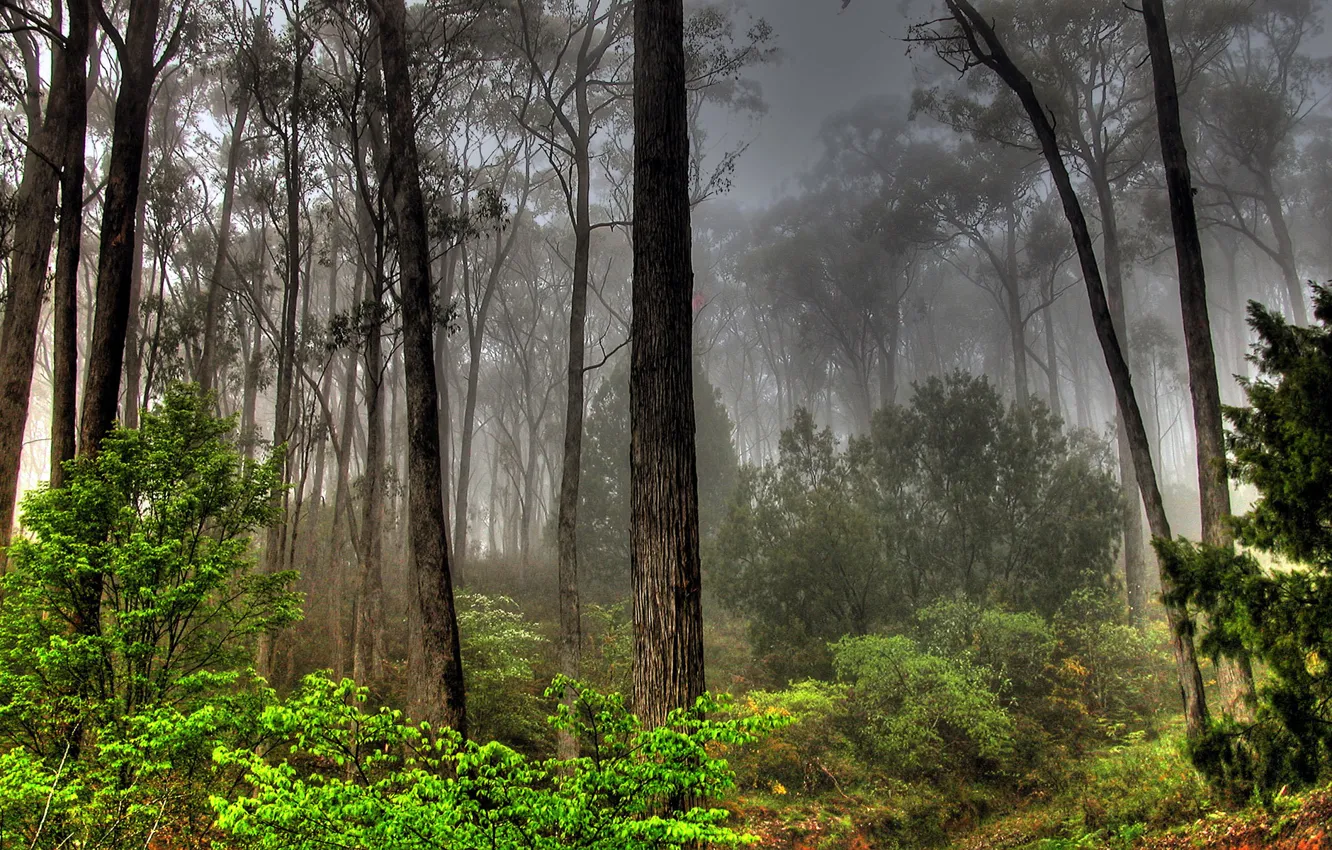 Фото обои зелень, лес, трава, листья, деревья, туман, кусты