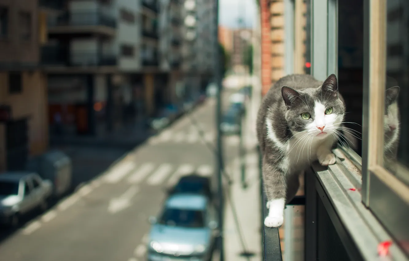 Фото обои кошка, взгляд, город, улица