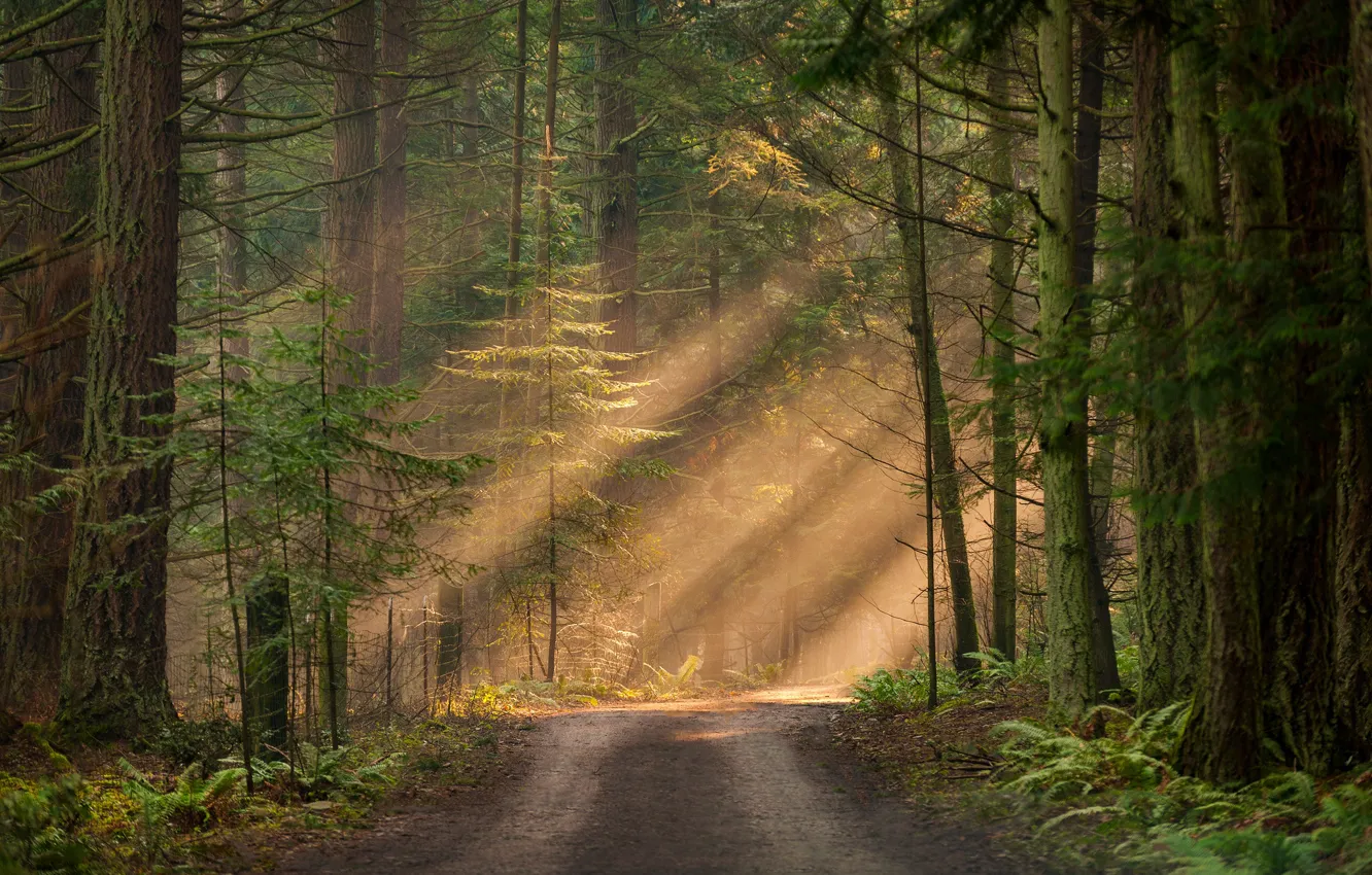 Фото обои лес, солнце, свет, деревья