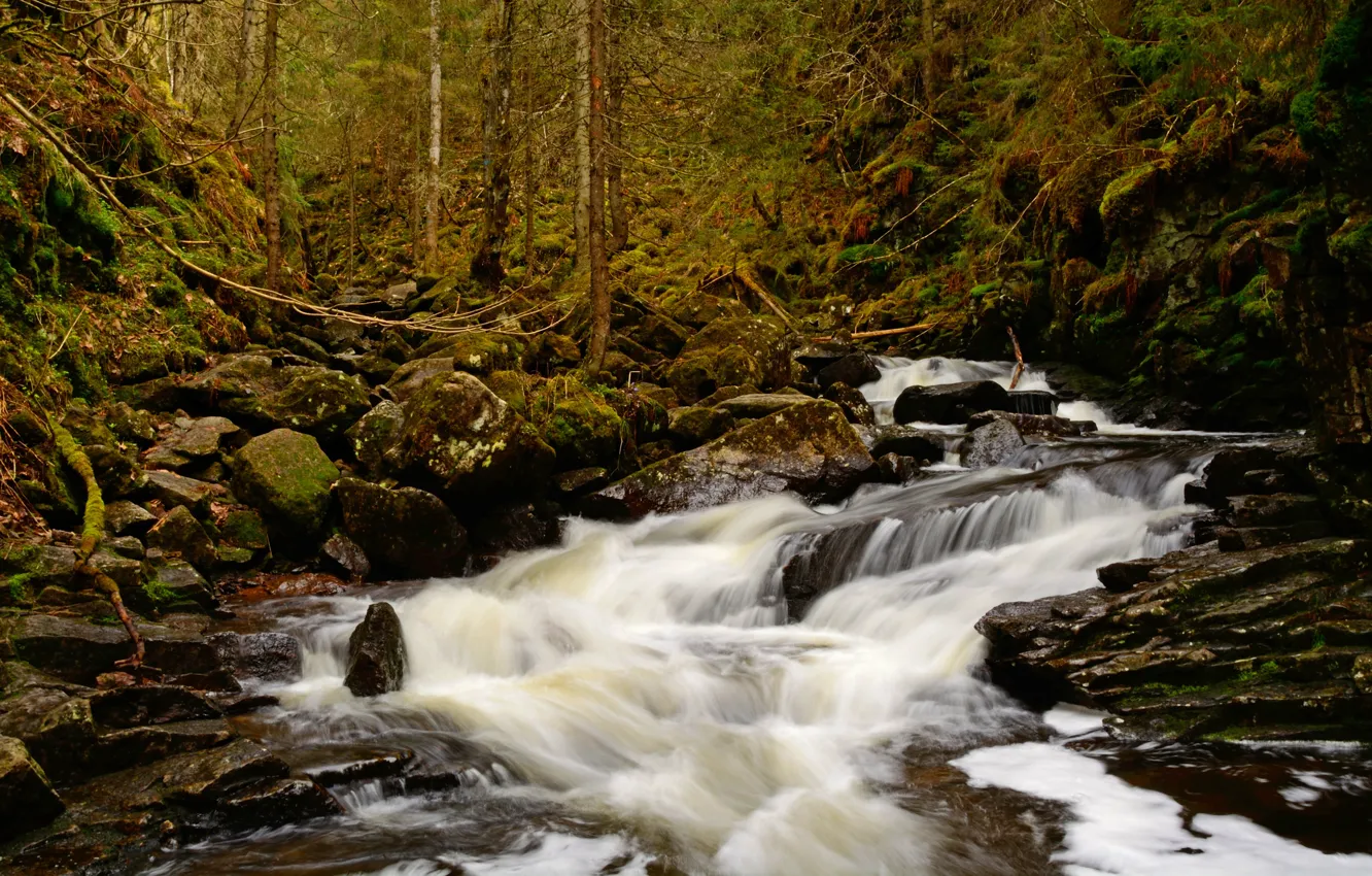 Фото обои Поток, Осень, Река, Лес, Камни, Норвегия, Fall, Autumn