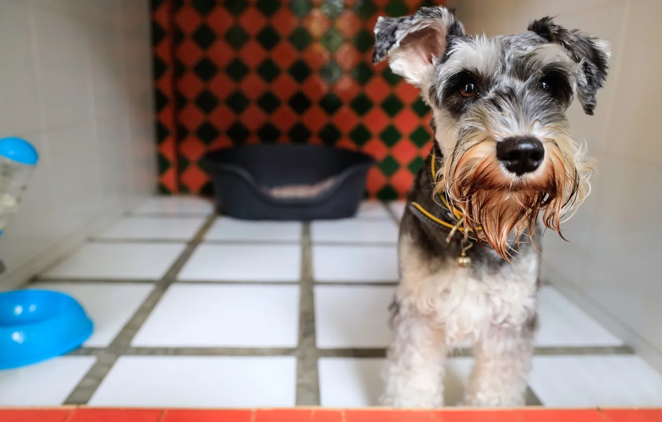 Фото обои play, inside, pet, small, boards, several, schnauzer dog, kennels
