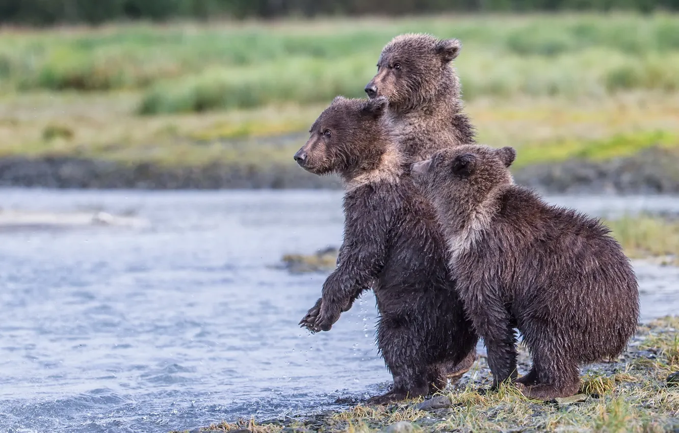 Фото обои Аляска, заповедник, Katmai National Park, три медвежонка