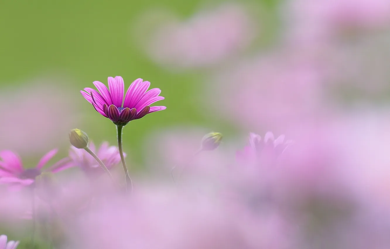 Фото обои цветок, розовый, размытость, бутоны