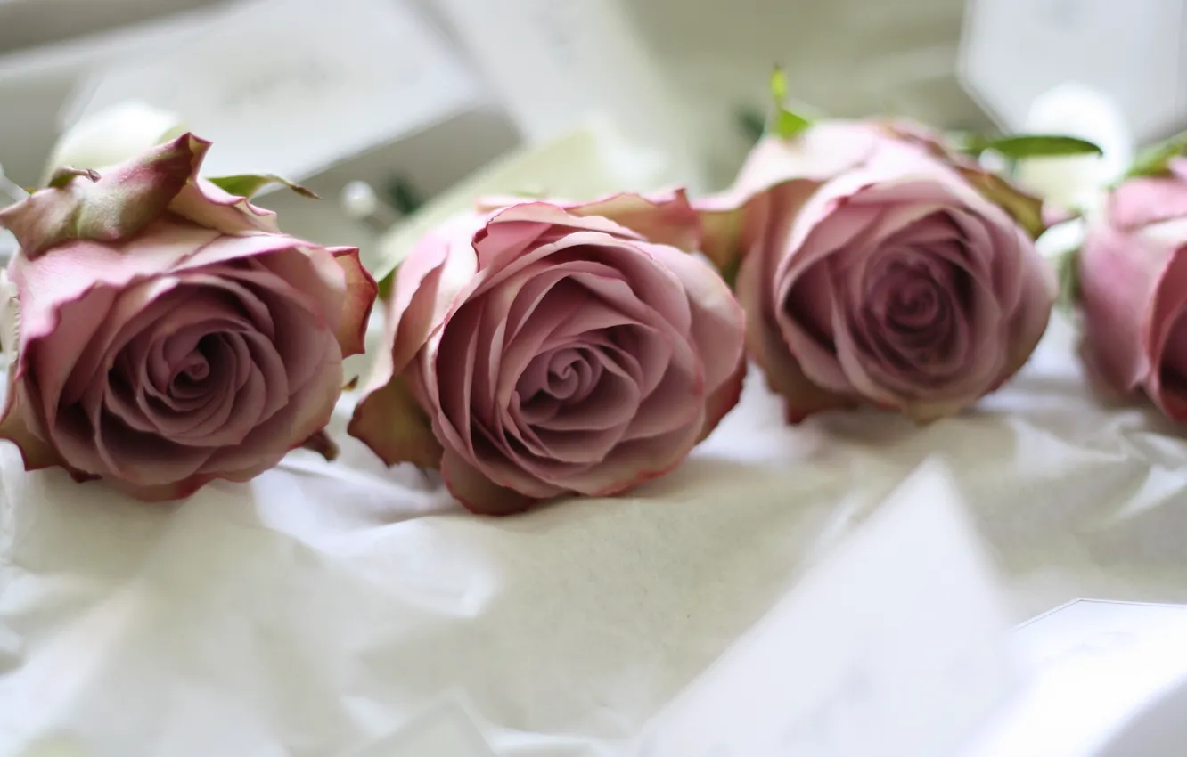 Фото обои макро, цветы, розы, бутоны