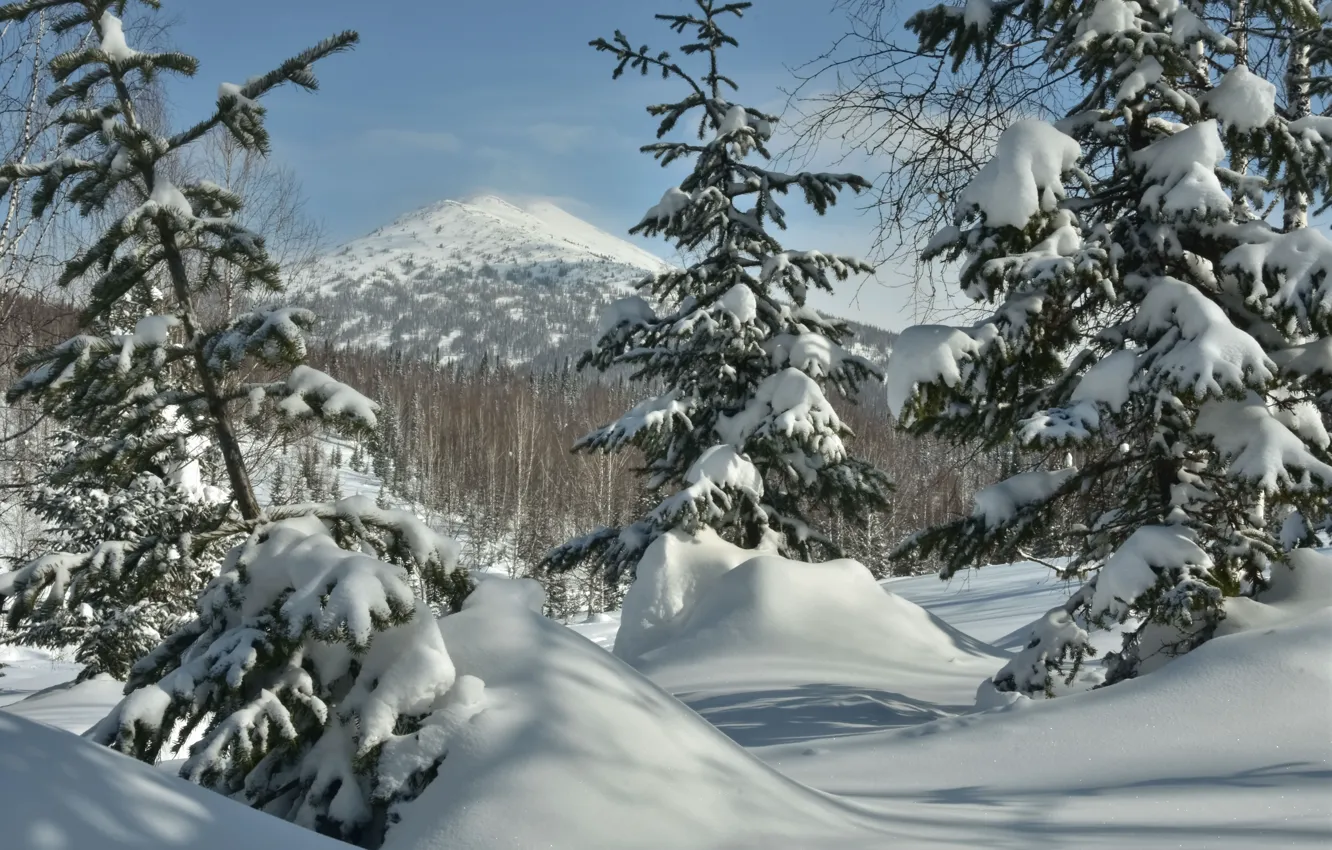 Фото обои зима, лес, снег, деревья, пейзаж, горы, природа, ели