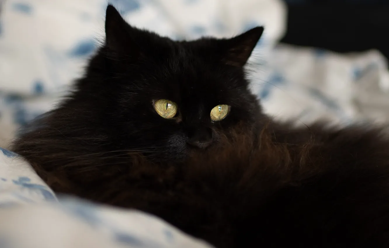 Фото обои кошка, кот, взгляд, морда, черный, портрет, постель, лежит