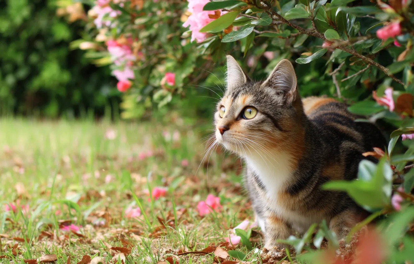 Фото обои кошка, кот, взгляд, цветы, ветки, поза, поляна, сад