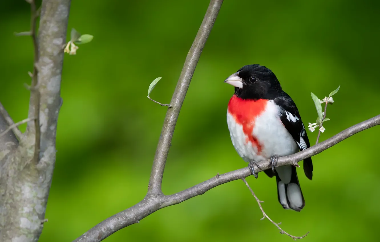 Фото обои природа, птица, Красногрудый дубоносовый кардинал