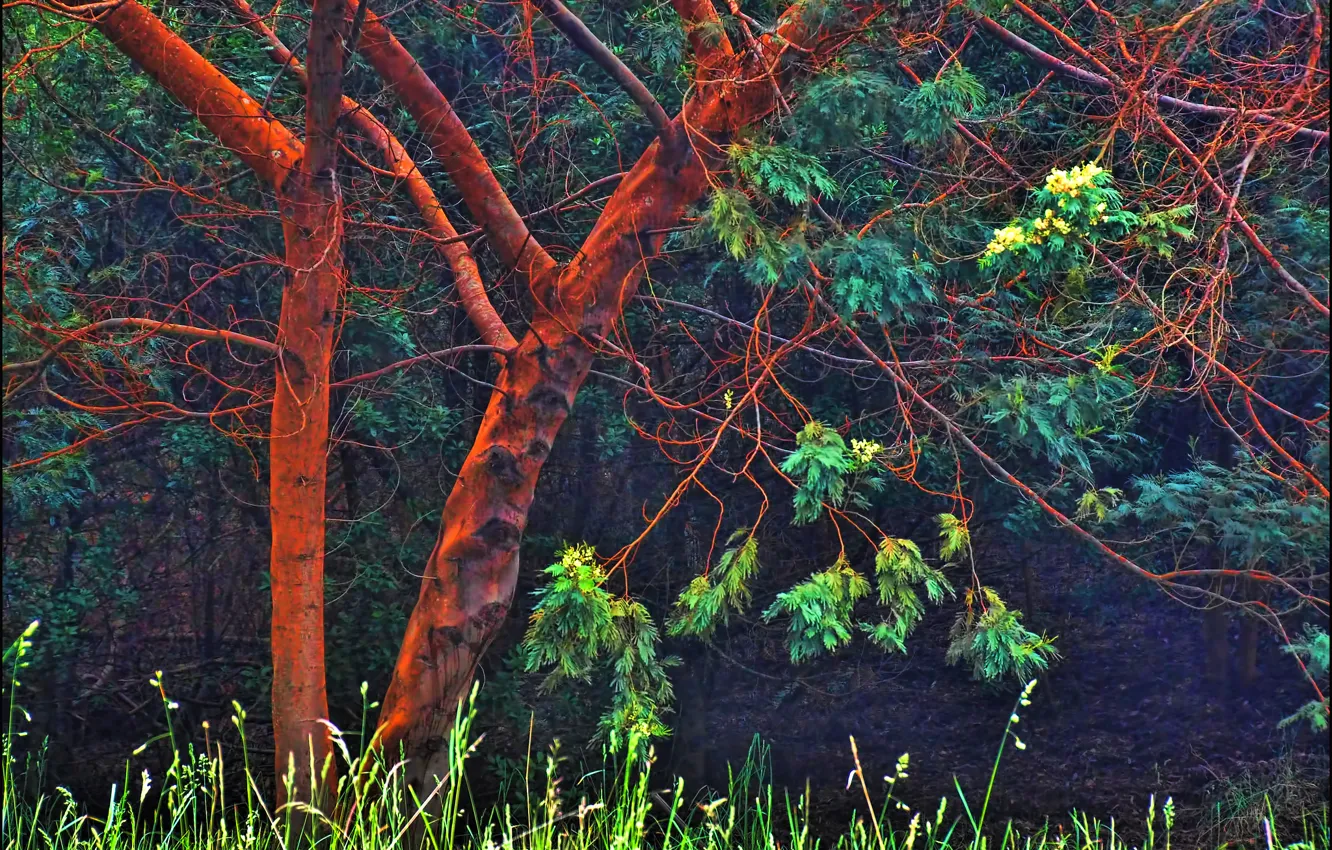Фото обои лес, трава, свет, дерево