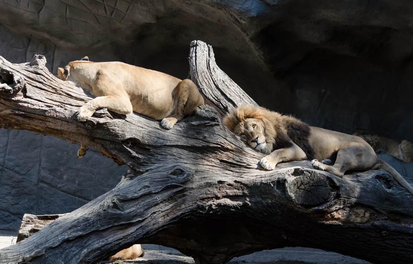 Фото обои кошка, отдых, лев, коряга, львица