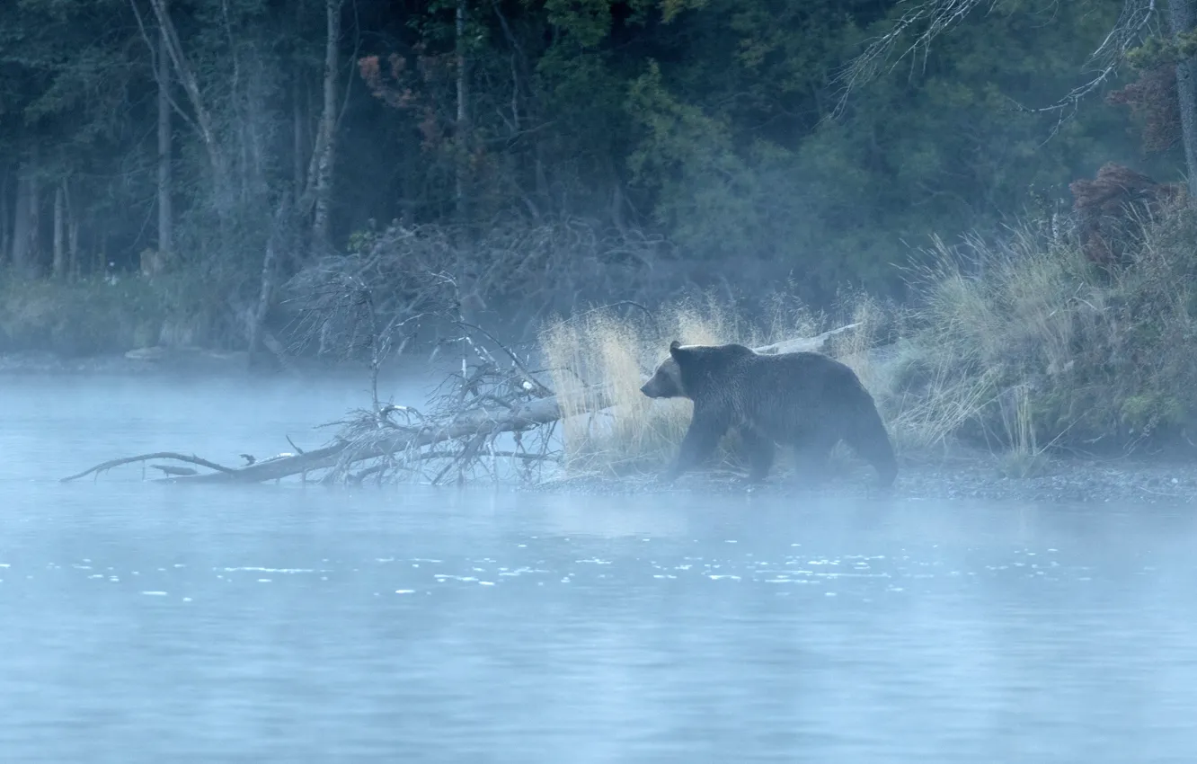 Фото обои лес, туман, река, утро, медведь, гризли