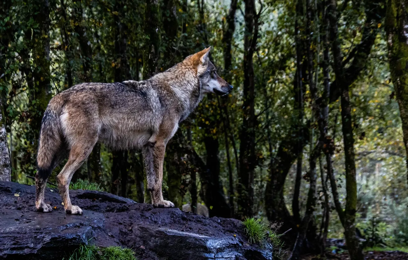 Фото обои nature, predator, animal, wolf, wildlife, portrait, portrait., Canis lupus. face