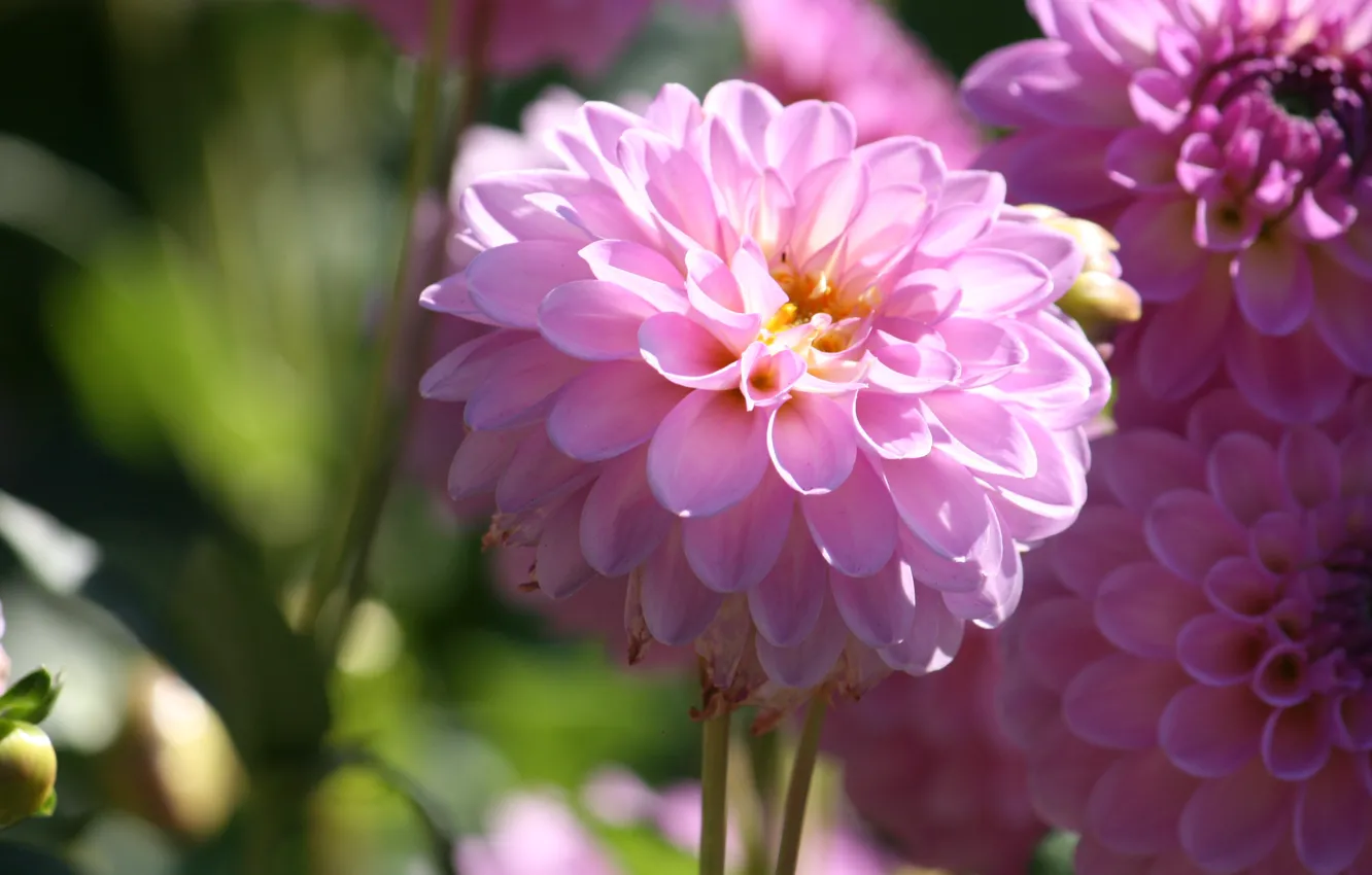 Фото обои Боке, георгины, Pink flowers, Dahlias, Розовые цветы