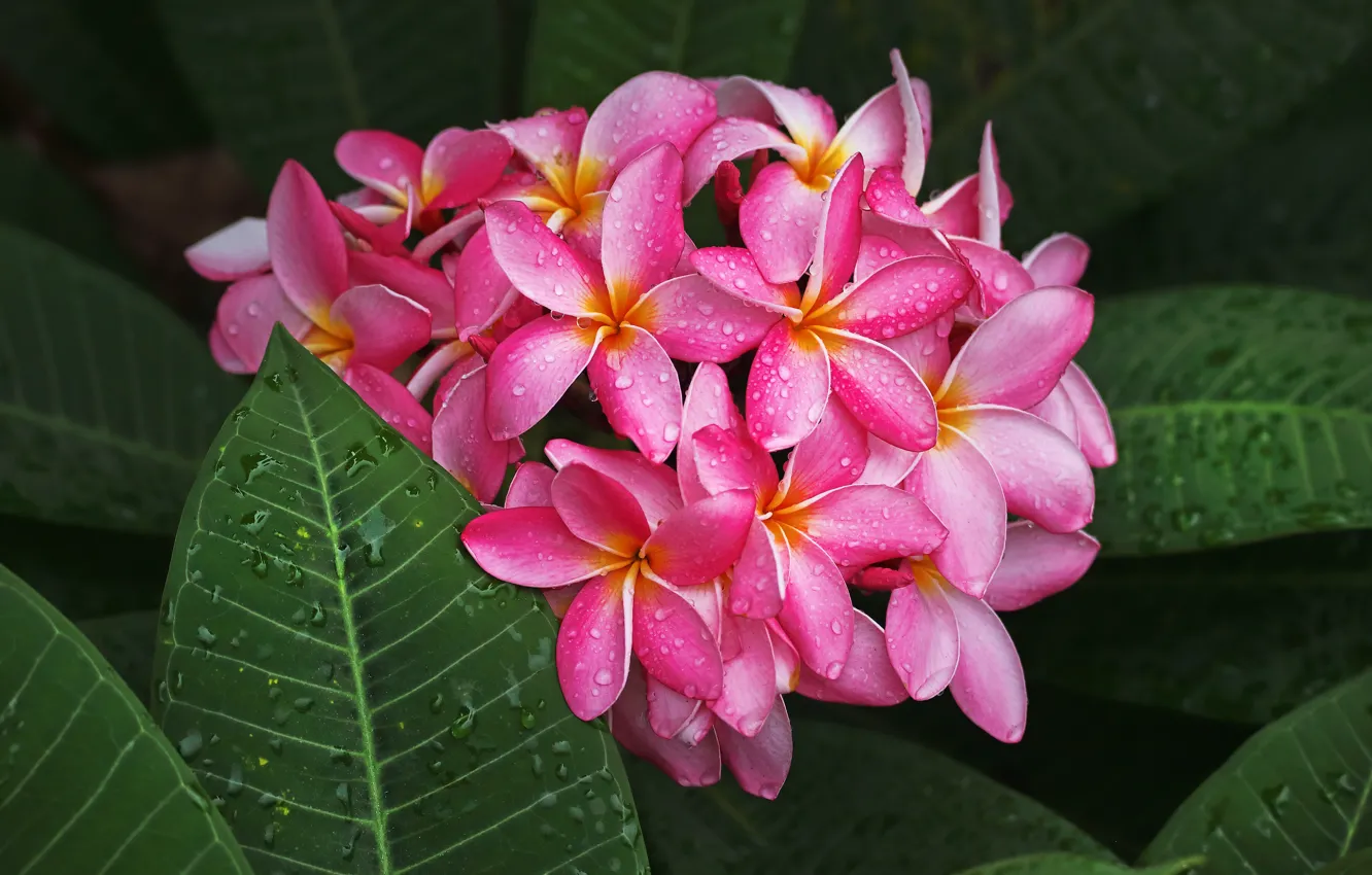 Фото обои листья, капли, розовая, лепестки, Плюмерия, цветки, соцветие