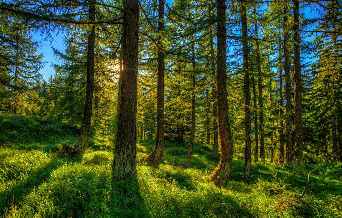 Фото обои Природа, Трава, Деревья, Швейцария, Лес, Ель, Ствол