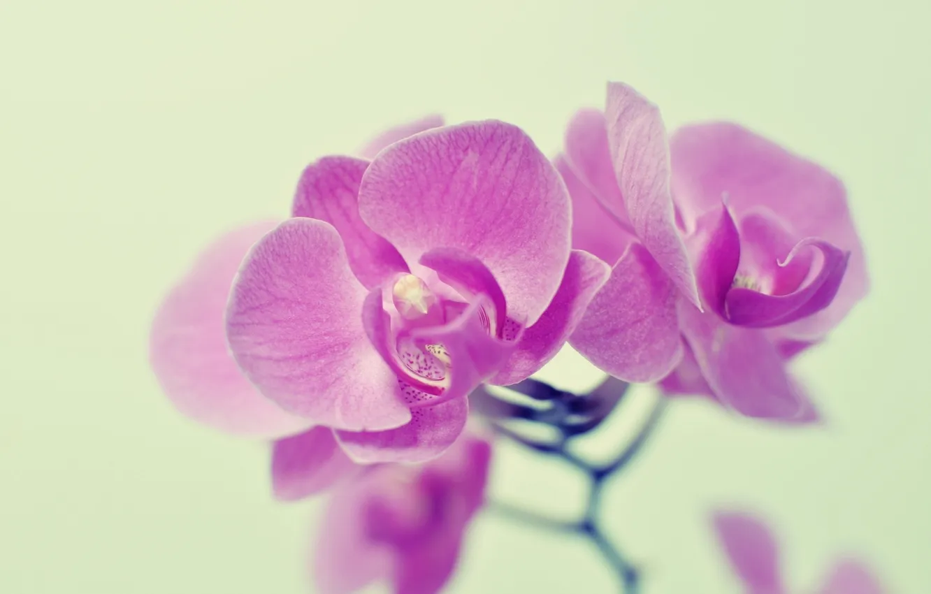 Фото обои цветы, розовый, орхидеи
