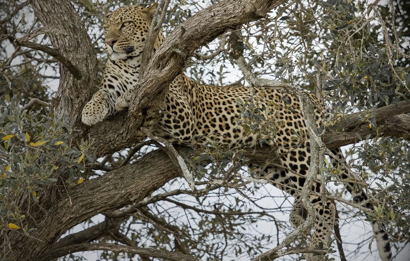 Фото обои дерево, отдых, хищник, леопард, дикая кошка