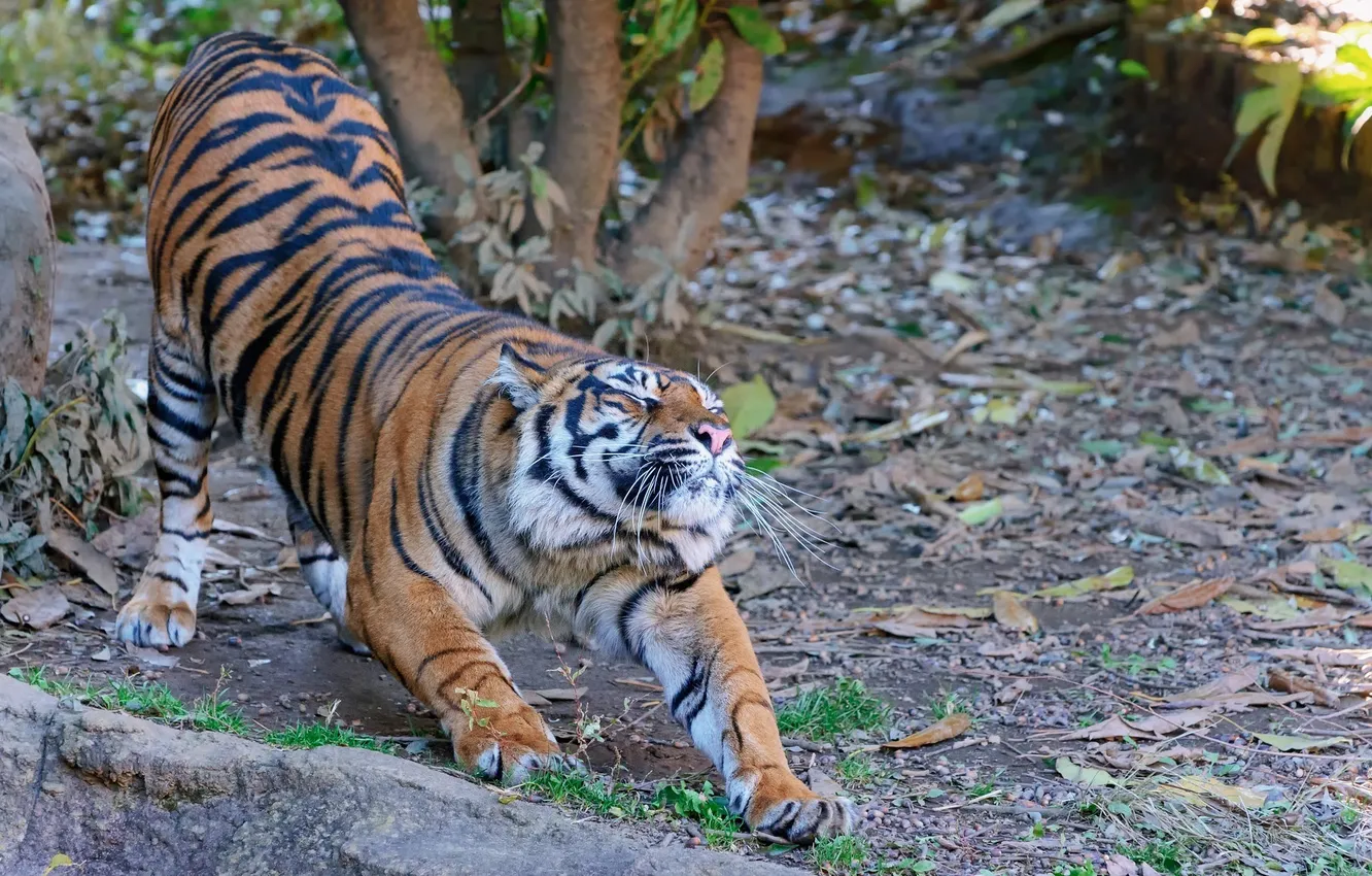 Фото обои морда, тигр, поза, хищник, лапы, дикая кошка, потягивается, разминка
