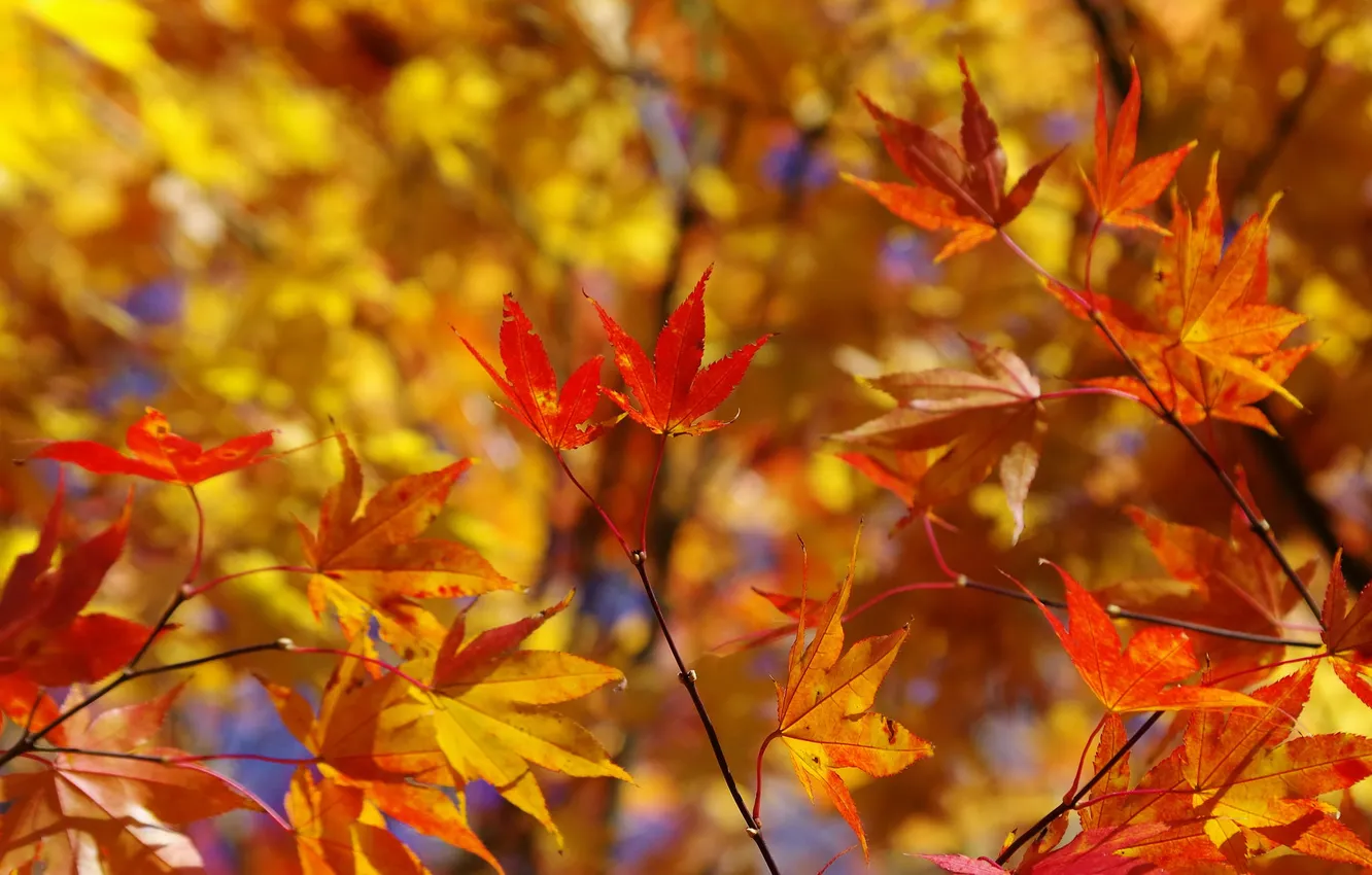 Фото обои осень, листья, ветки, японский клен