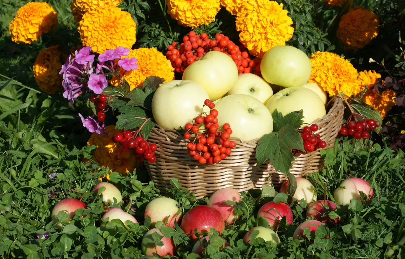 Фото обои цветы, корзина, яблоки, рябина, калина, флоксы, бархатцы