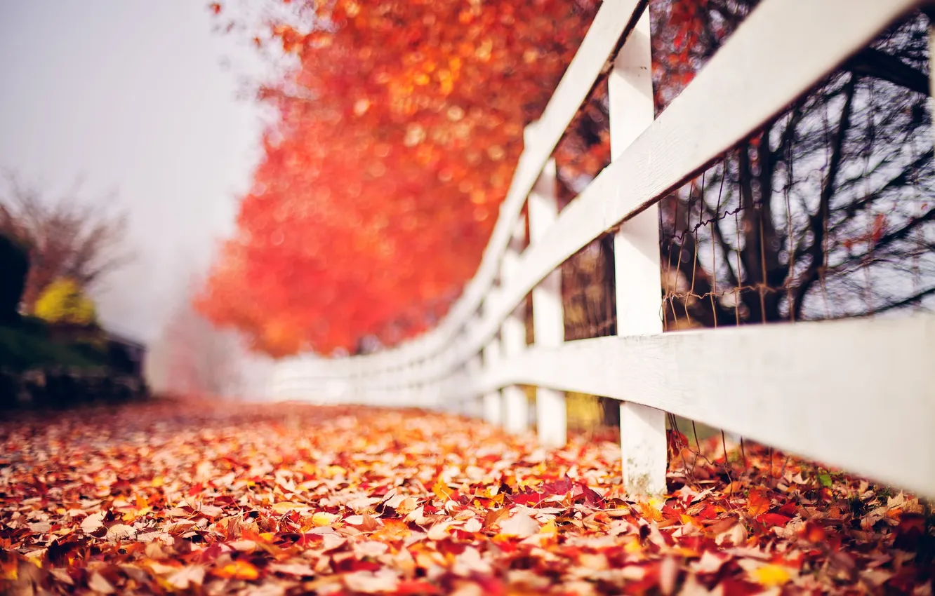 Фото обои осень, листья, забор