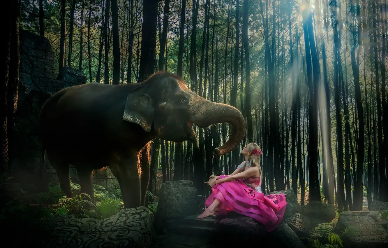 Фото обои девушка, природа, слон