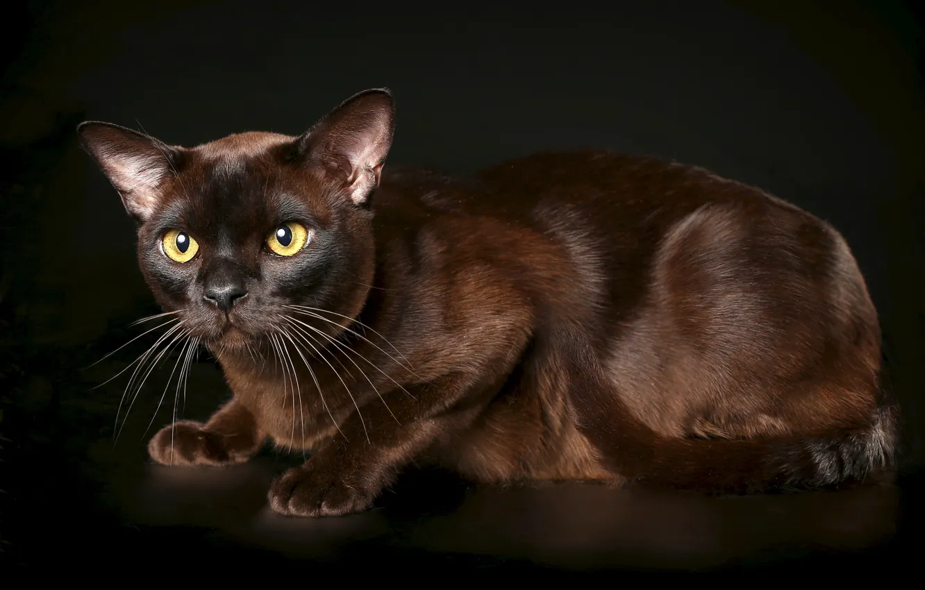 Фото обои кошка, фон, грация, бурма, бурманская кошка, шоколадный окрас