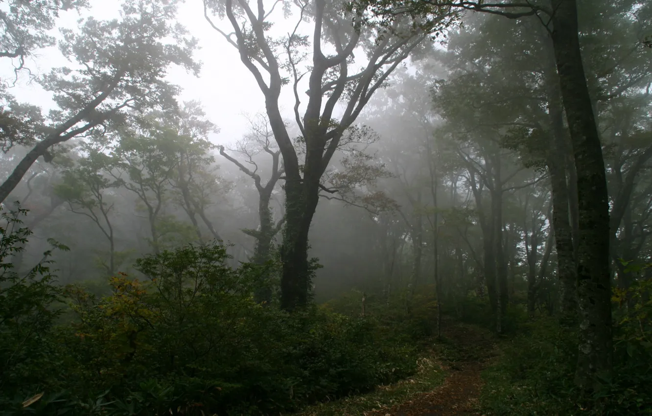 Фото обои лес, туман, дерево, тропинка