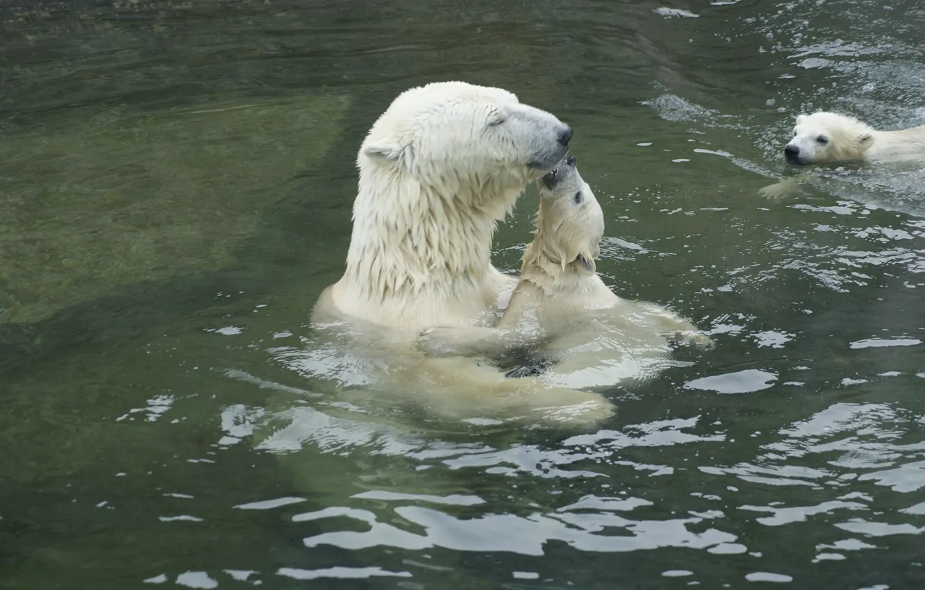 Фото обои вода, нежность, медведи
