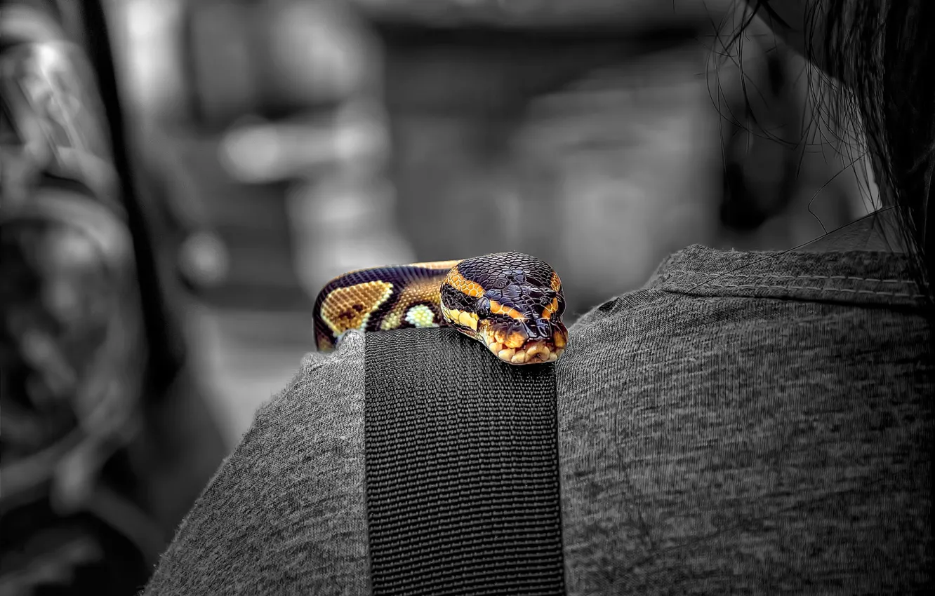 Фото обои цвет, змея, плечо
