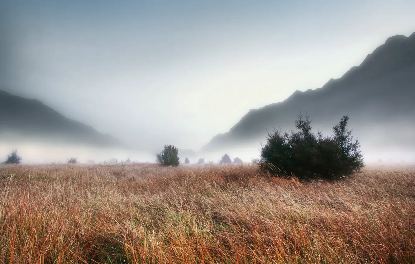Фото обои поле, трава, пейзаж, туман