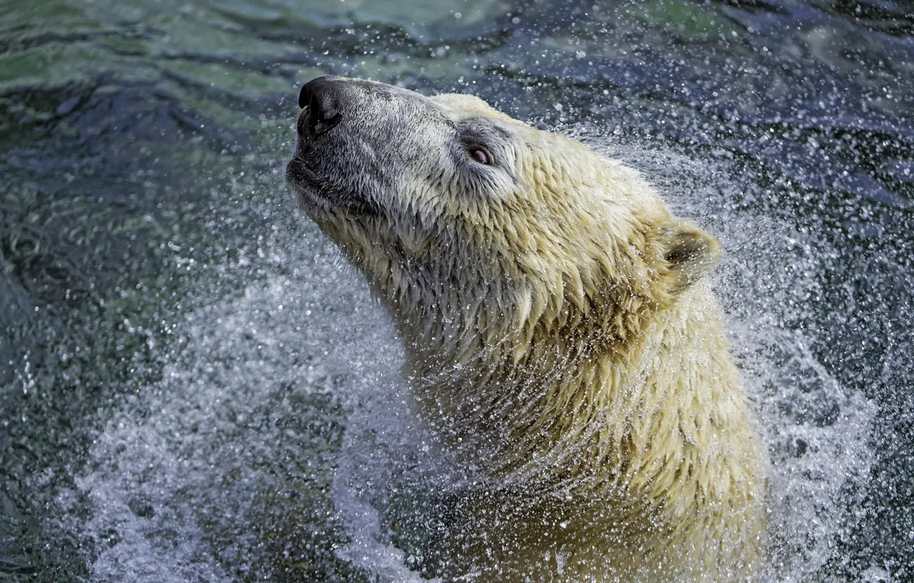 Фото обои морда, брызги, хищник, купание, зоопарк, полярный медведь, отряхивается