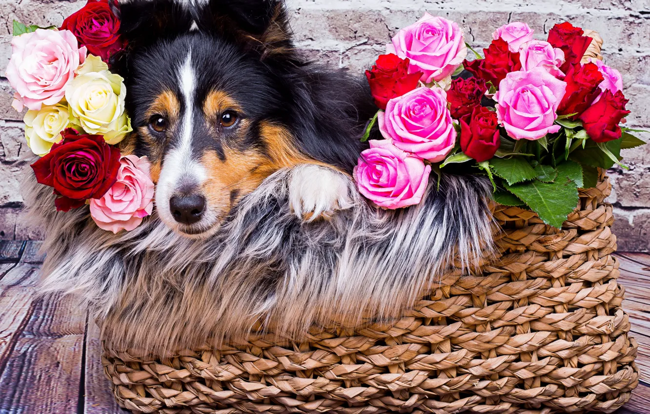 Фото обои взгляд, морда, цветы, корзина, розы, собака, шелти, шетландская овчарка