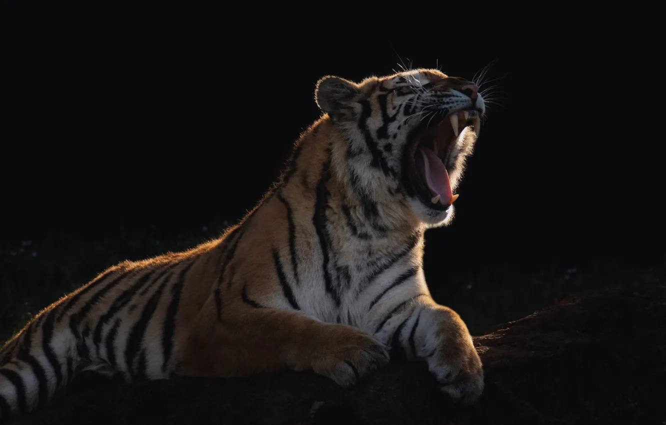 Фото обои свет, тигр, тень, хищник, шерсть, пасть, клыки, лежит