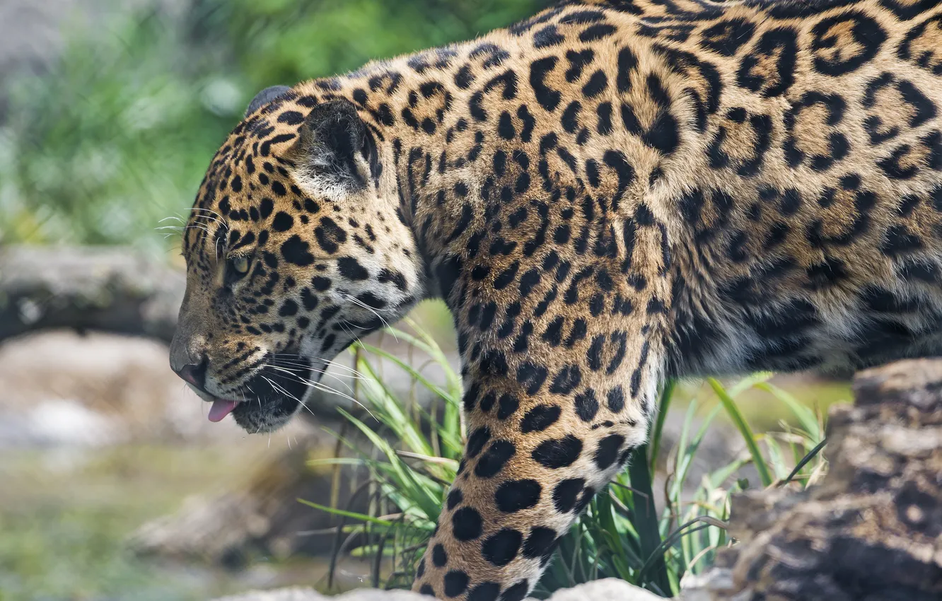 Фото обои язык, кошка, ягуар, ©Tambako The Jaguar