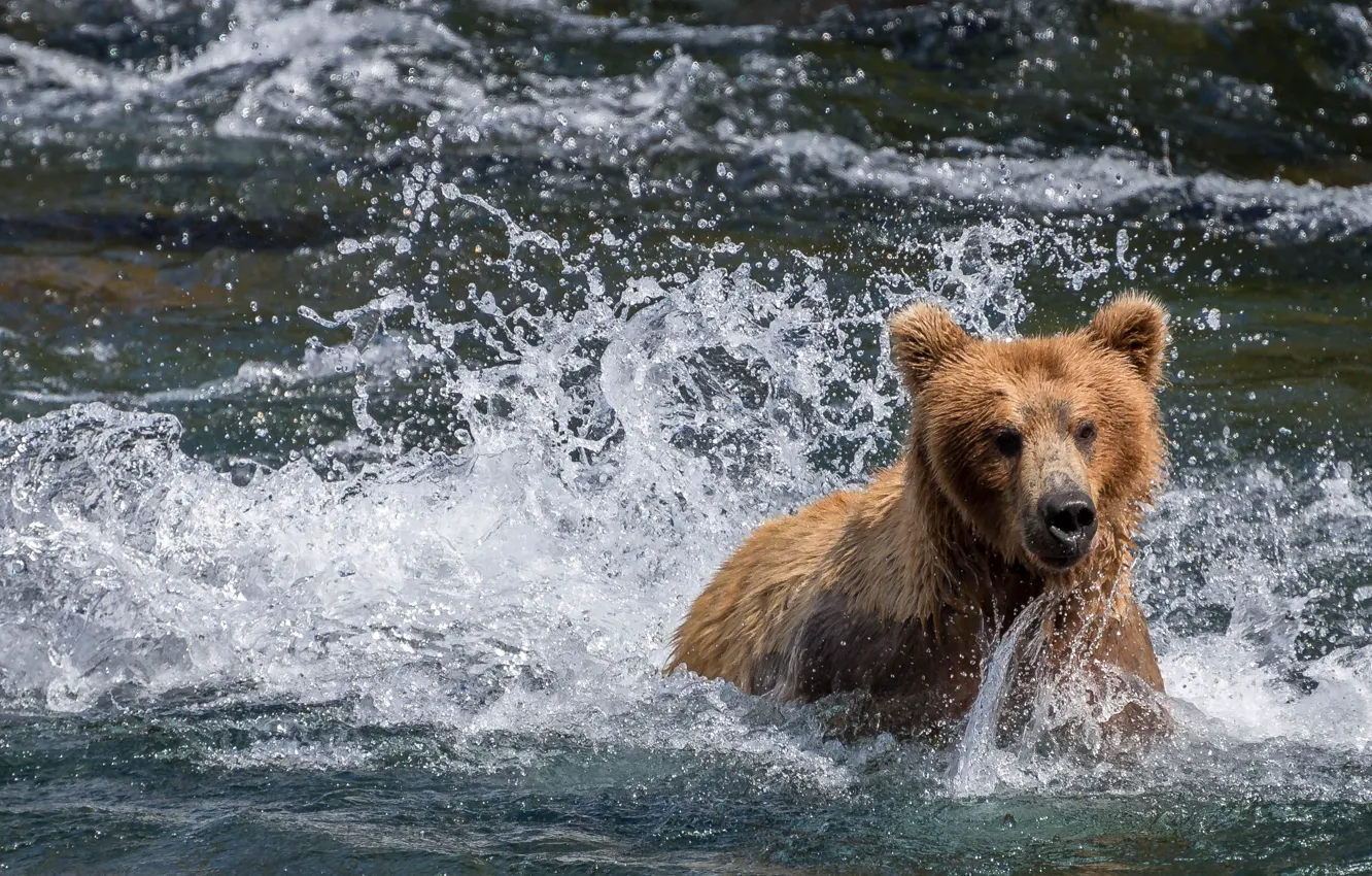 Фото обои вода, брызги, река, медведь, Аляска, купание, Alaska, Katmai National Park
