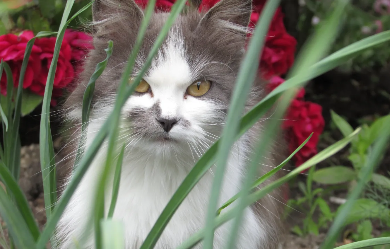 Фото обои кошка, трава, кот, серый, cat