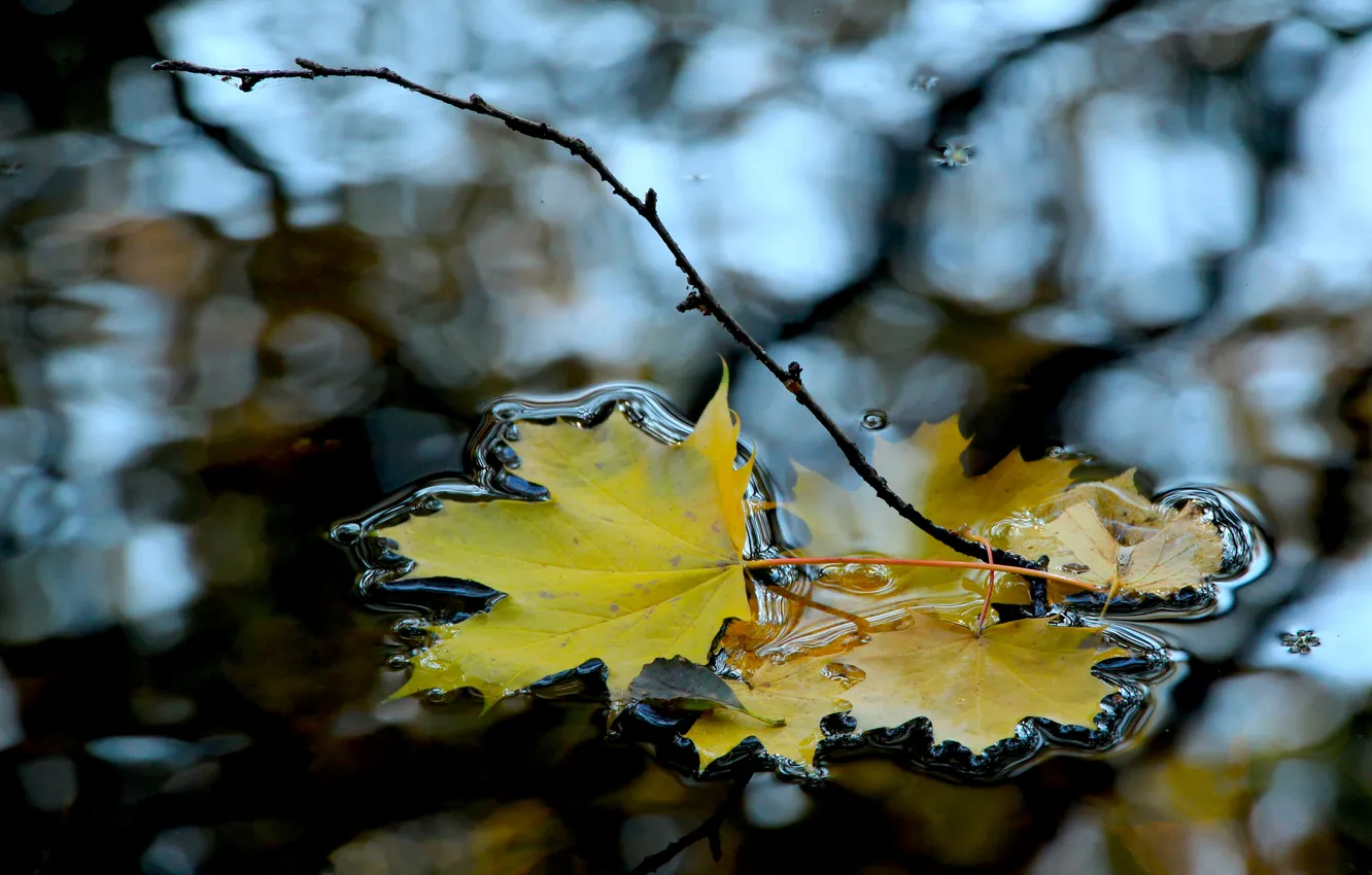 Фото обои water, autumn, leaf, fall
