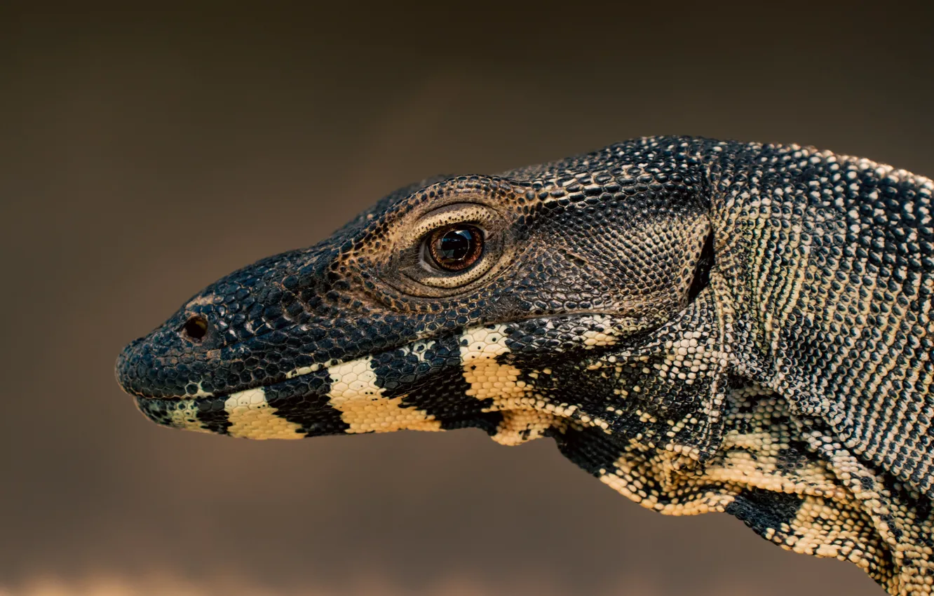 Фото обои animal, wildlife, lizard-