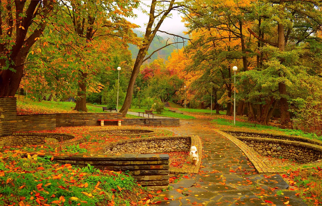 Фото обои Осень, Деревья, Фонари, Собачка, Парк, Fall, Листва, Park