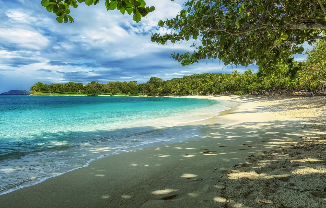 Фото обои пляж, вода, деревья, камни