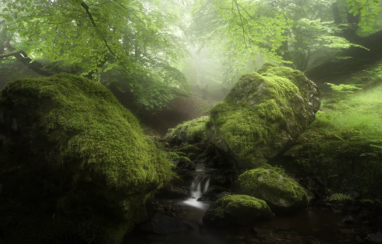 Фото обои зелень, лес, природа, ручей, камни, мох