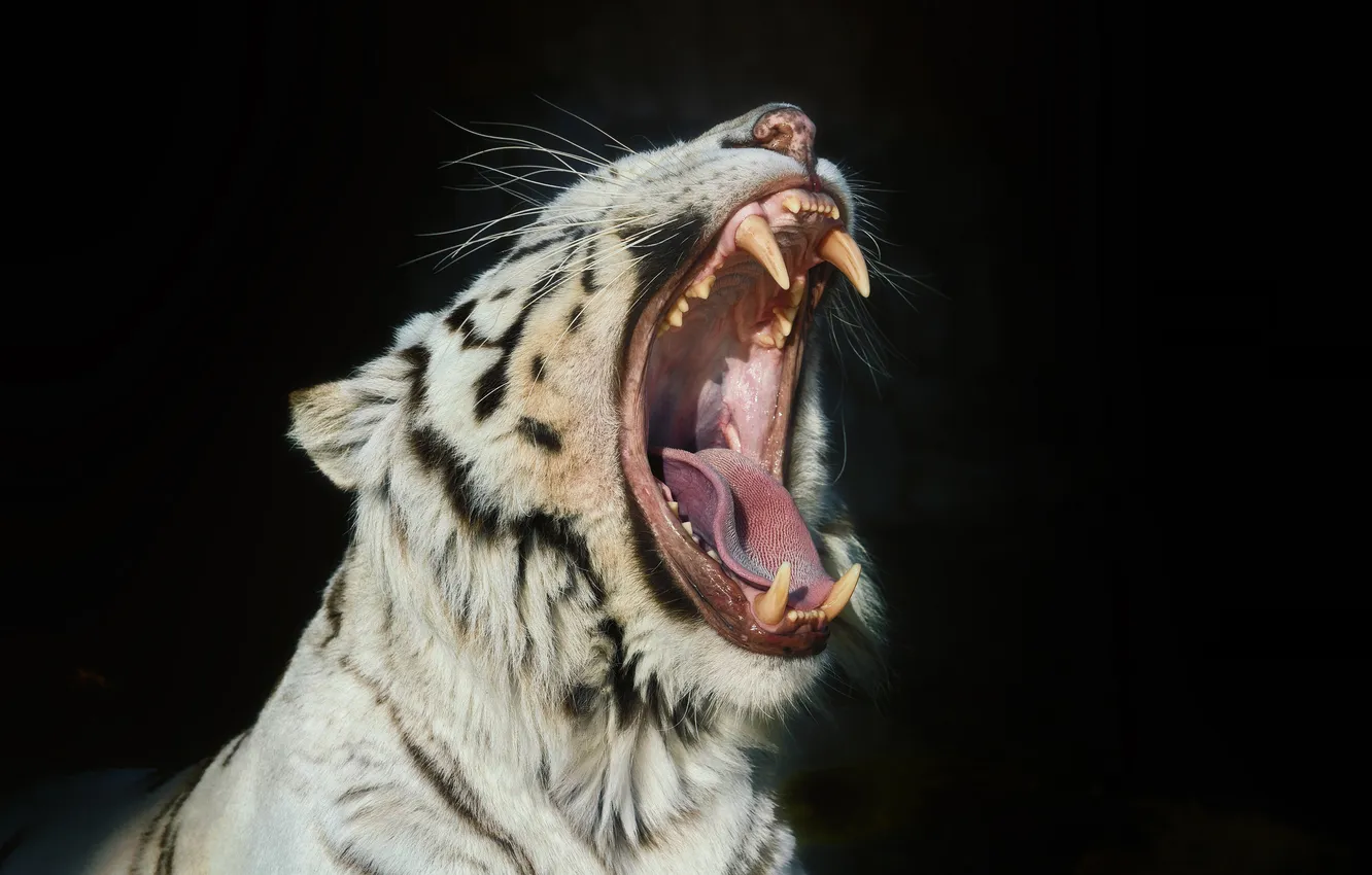 Фото обои кошка, морда, пасть, клыки, белый тигр, зевает