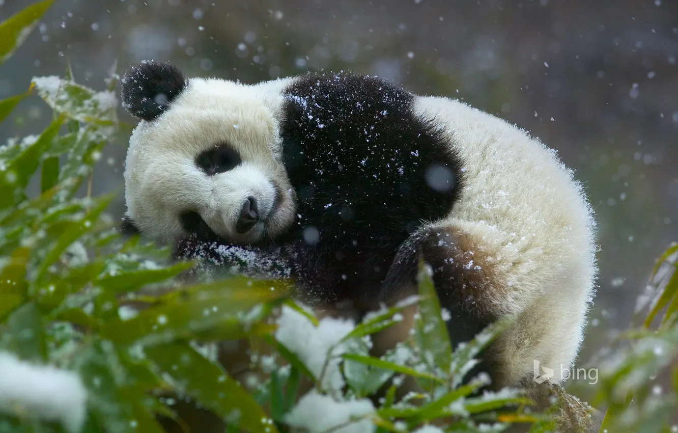 Фото обои листья, снег, китай, бамбук, медведь, панда